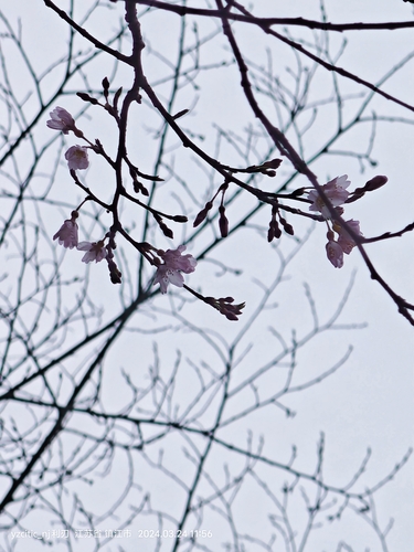 Prunus itosakura Siebold