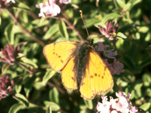 Melitaea infernalis