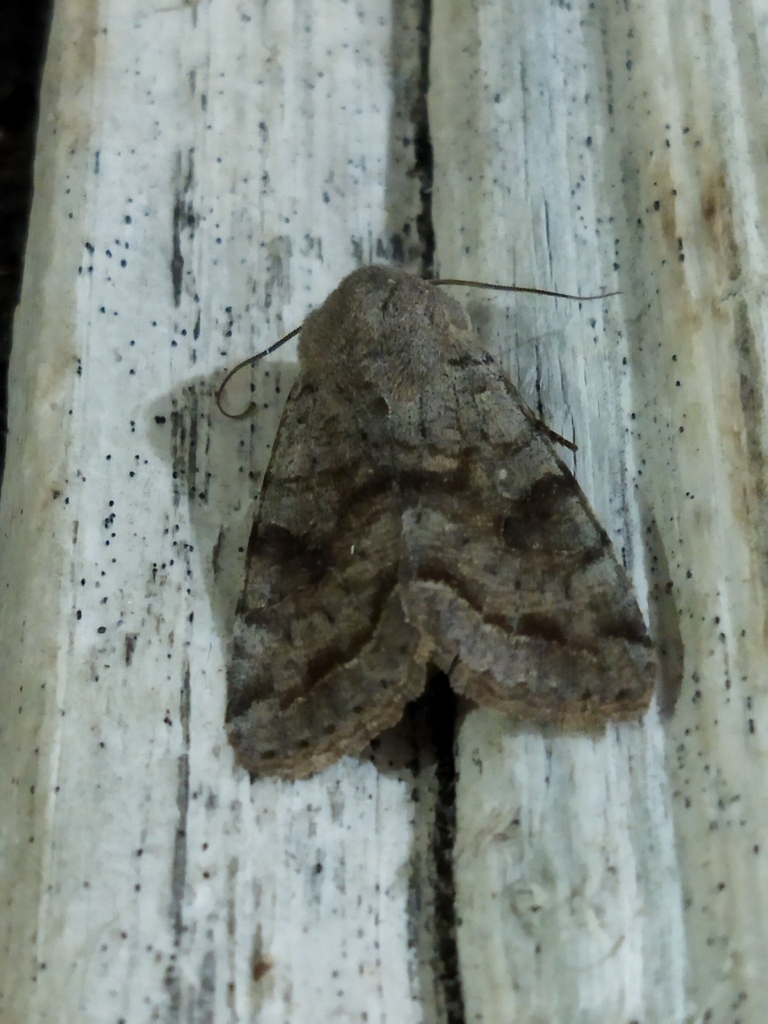 Clouded Drab
