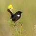 White-shouldered Fairywren - Photo (c) guybroome, some rights reserved (CC BY-NC)