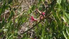 Oenothera hispida