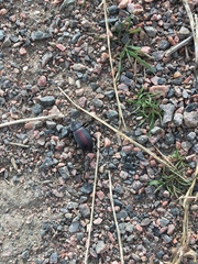 Eleodes suturalis