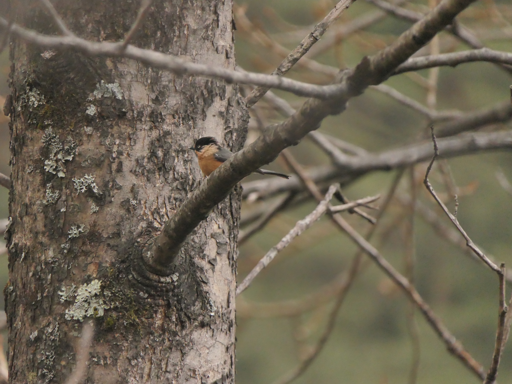 Black-browed Bushtit (Aegithalos iouschistos), photo 5