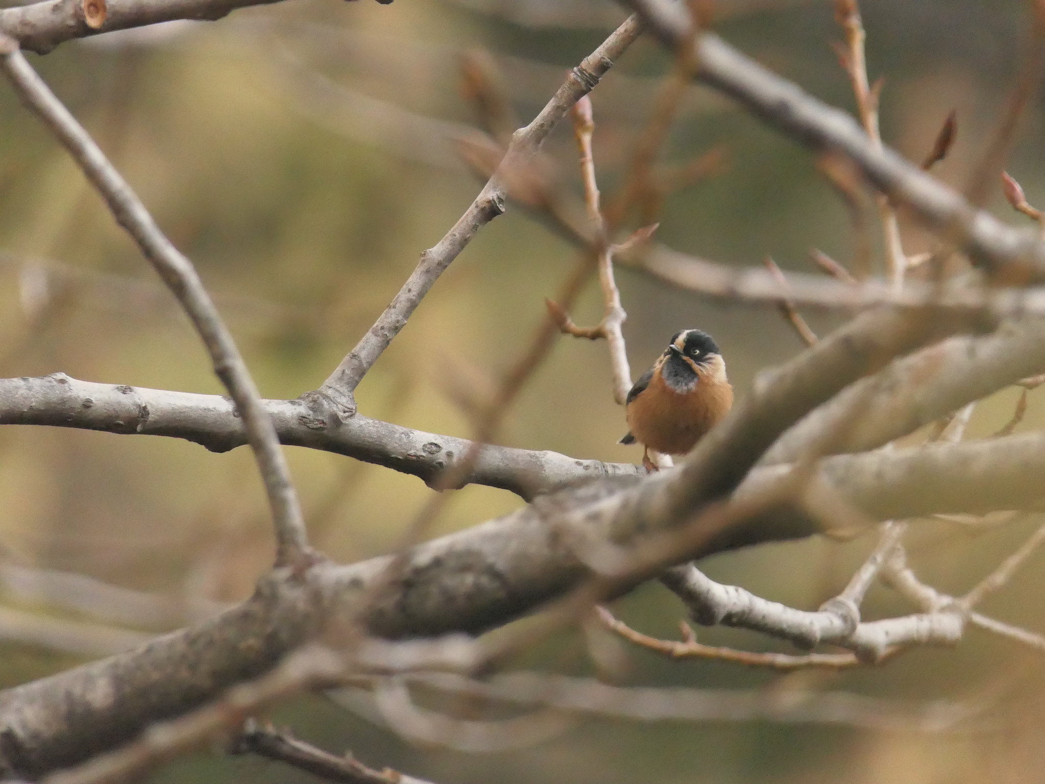 Black-browed Bushtit (Aegithalos iouschistos), photo 8