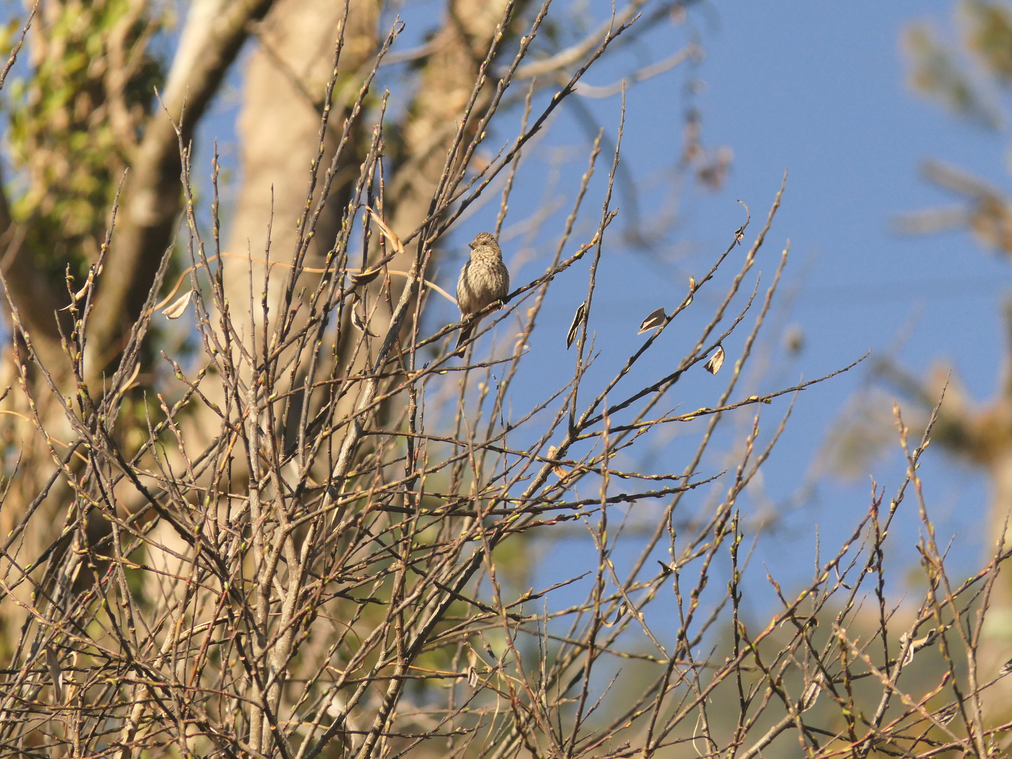 Himalayan Beautiful Rosefinch (Carpodacus pulcherrimus), photo 10