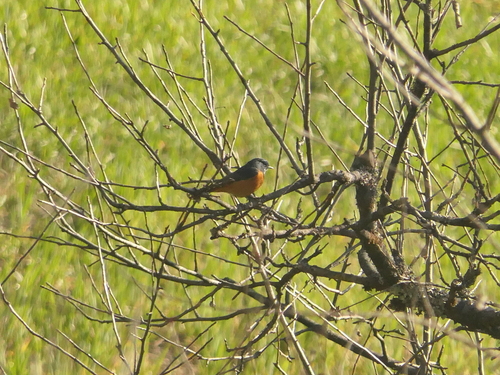 Blue-fronted Redstart (Phoenicurus frontalis), photo 9
