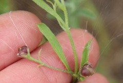 Convolvulus simulans