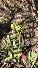 Ophrys sphegodes sphegodes