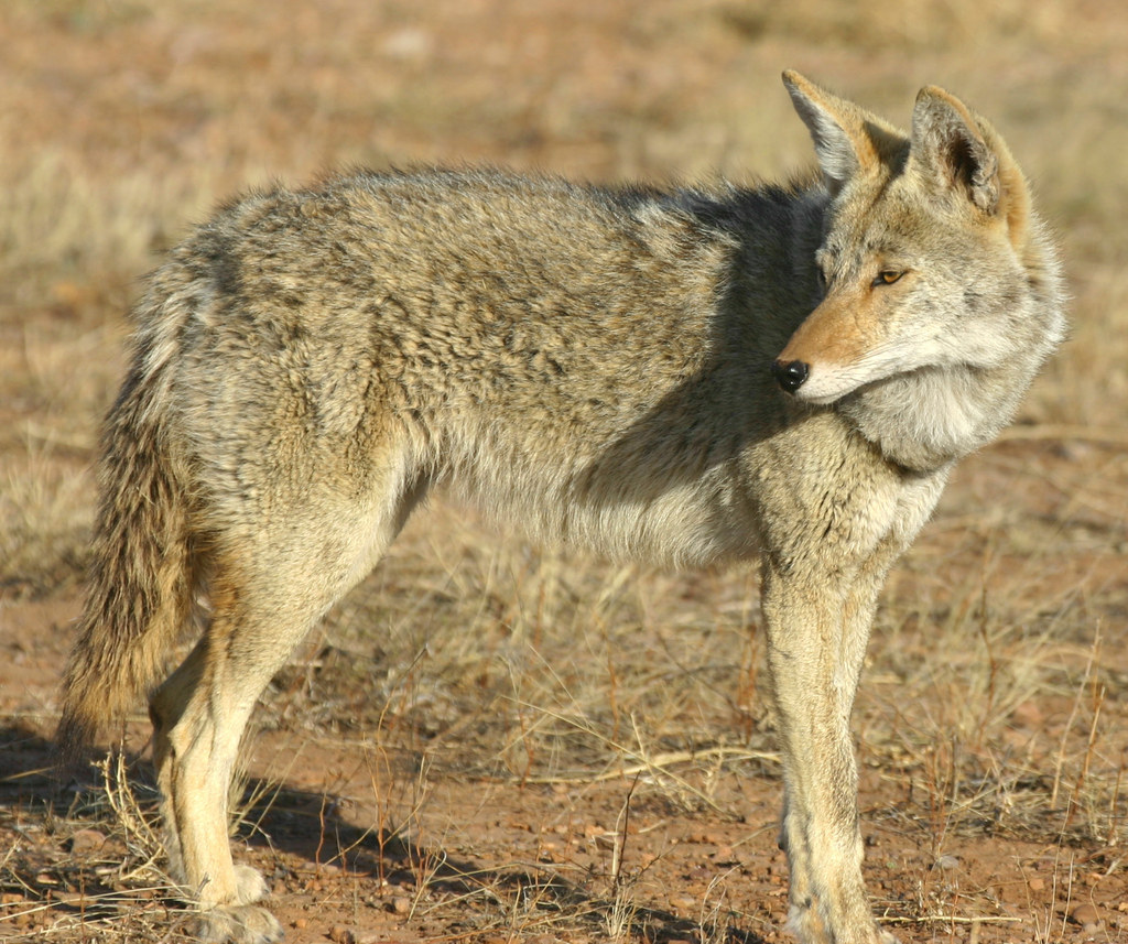 Mearns Coyote