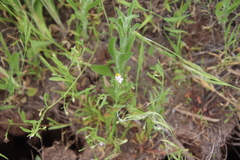 Convolvulus simulans