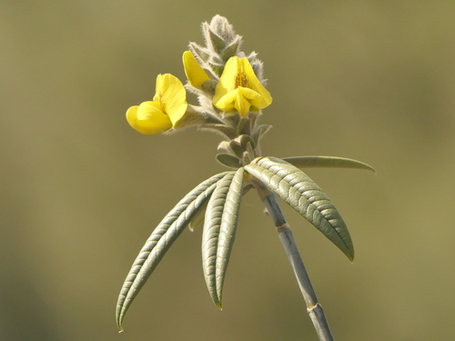 Image of Piptanthus nepalensis by (c) Sagnik Dutta Roy, some rights reserved (CC BY)