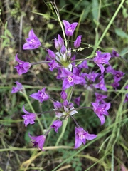 Allium peninsulare