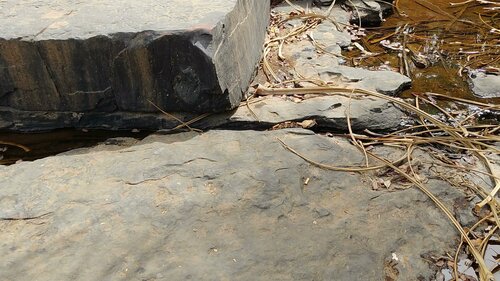 Western Gaboon Viper