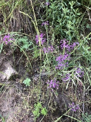 Allium peninsulare