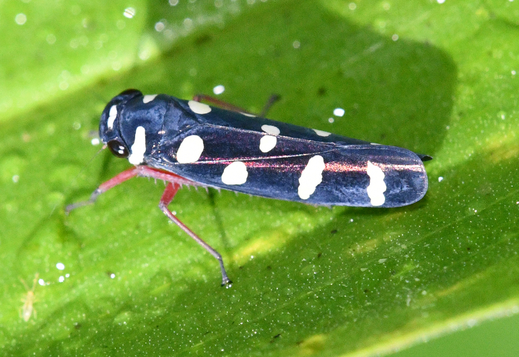 Amblyscartidia albofasciata
