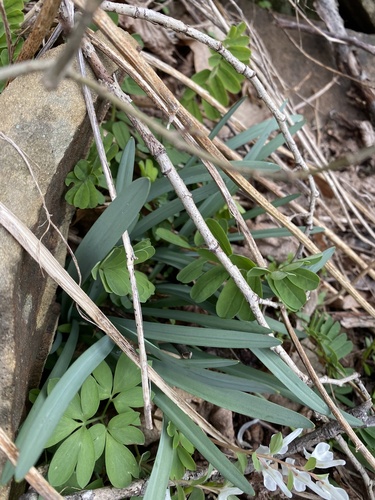 Galanthus alpinus (Galanthus alpinus)