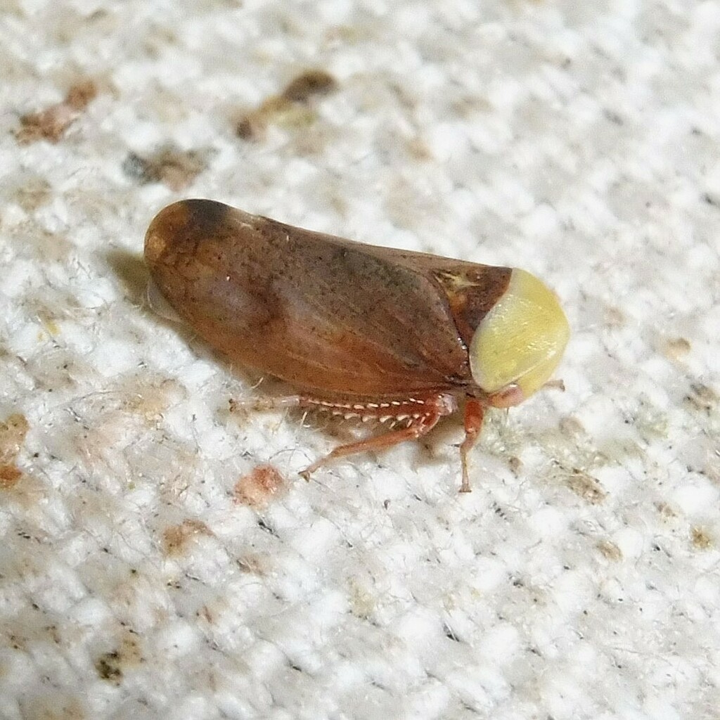 Leafhopper