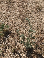 Cryptantha barbigera barbigera