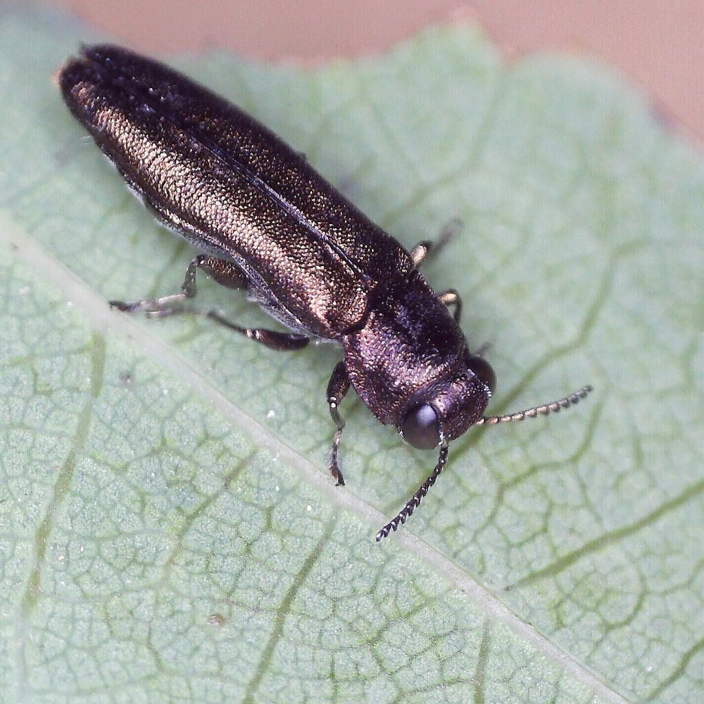 Agrilus laticornis