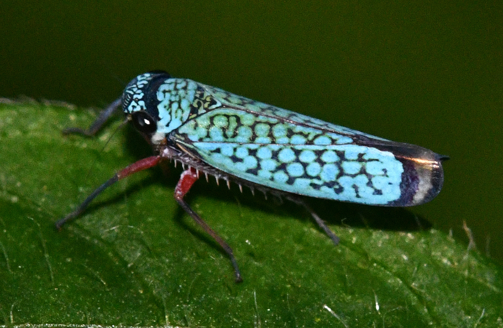 Versigonalia ruficauda