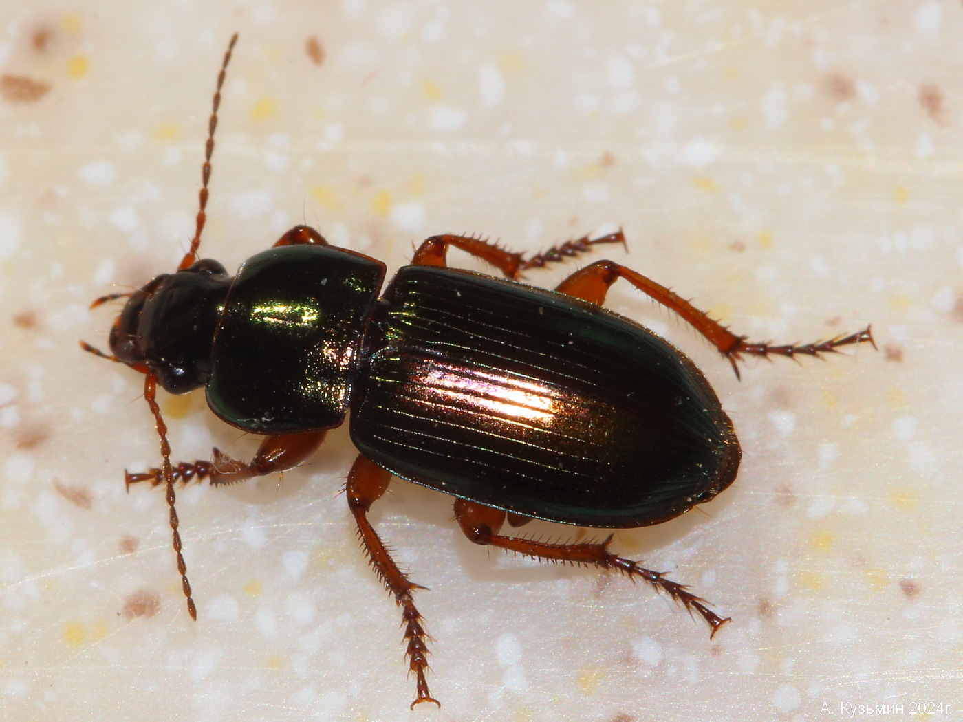 Бегун Золотистый (Harpalus affinis)