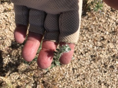 Cryptantha barbigera barbigera
