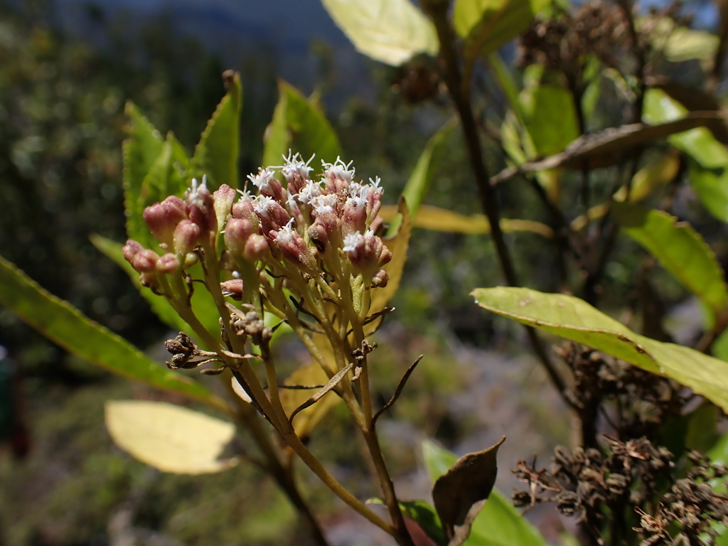 Ageratina dictyoneura