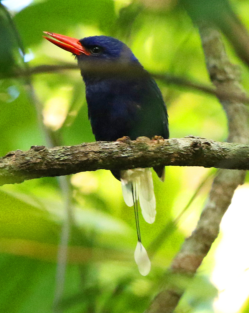 Numfor Paradise-Kingfisher photo