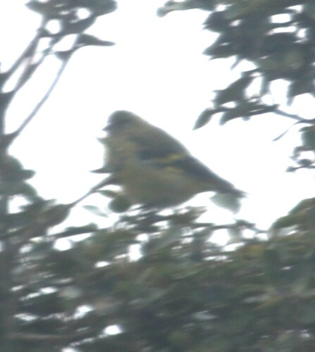 Andean Siskin (Spinus spinescens), photo 6