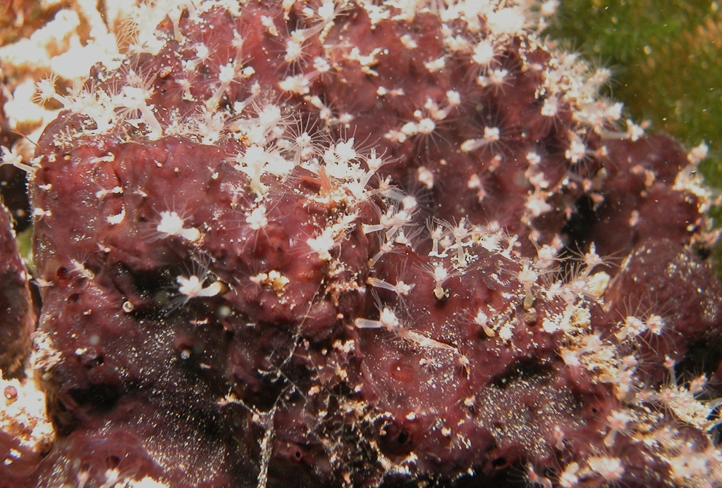 Zyzzyzus spongicolus