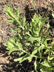 Hazardia squarrosa grindelioides