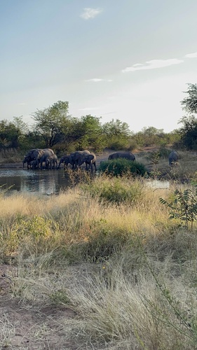 African Savanna Elephant
