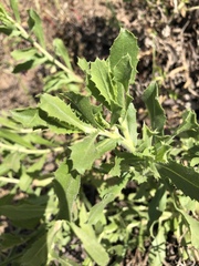 Hazardia squarrosa grindelioides