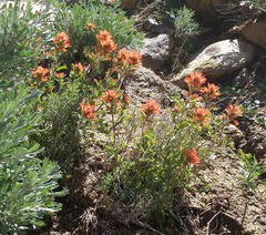 Castilleja applegatei