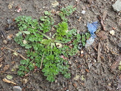 Daucus carota