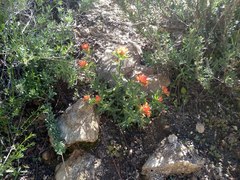 Castilleja applegatei