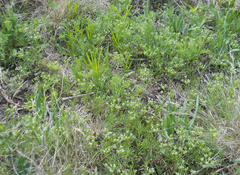 Ammoselinum popei