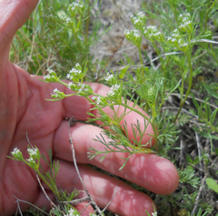 Ammoselinum popei