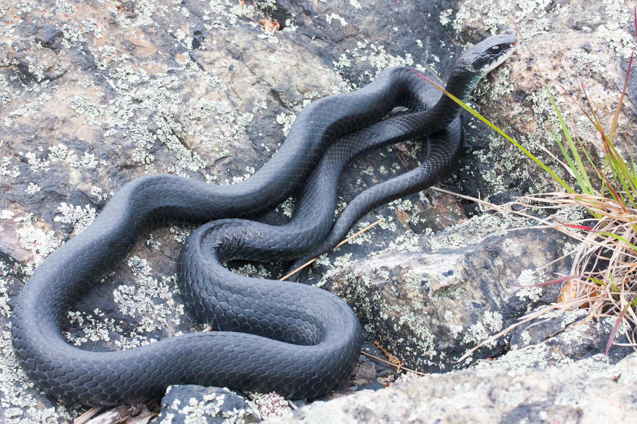 Gray Ratsnake (The Snakes of Ontario) · iNaturalist