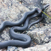 Northern Black Racer - Photo (c) Ken-ichi Ueda, some rights reserved (CC BY)