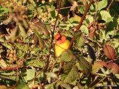 Piranga erythrocephala