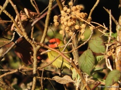 Piranga erythrocephala