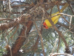 Piranga erythrocephala