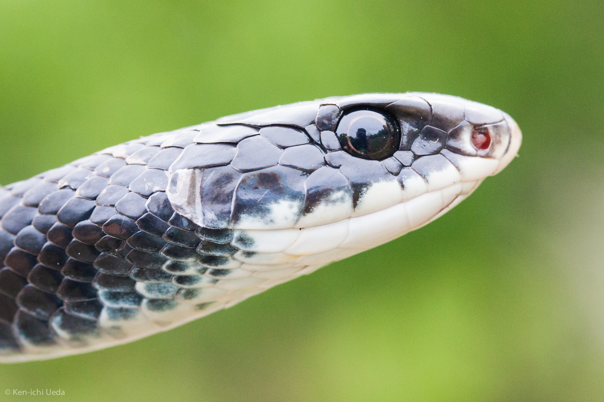 Corredora-azul (subespécie Coluber constrictor foxii) · BioDiversity4All