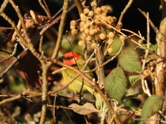 Piranga erythrocephala