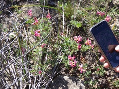 Acmispon grandiflorus grandiflorus