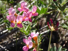 Acmispon grandiflorus grandiflorus