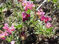 Acmispon grandiflorus grandiflorus