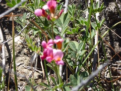 Acmispon grandiflorus grandiflorus