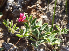 Acmispon grandiflorus grandiflorus